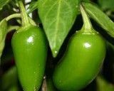 Jalapeno Chilli (rostlina: Capsucum) - semena chili 10 ks, pálivost 4/10 *