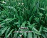 Jitrocel kopinatý - Libor (rostlina: Plantago lanceolata) semena jitrocele 1g