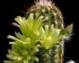 Kaktus viridiflorus (rostlina: Echinocereus viridiflorus )– 3 semínka kaktusu