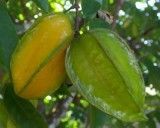 Karambola - Hvězdné ovoce (rostlina: averrhoa carambola) - 5 semen karamboly