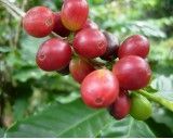 Kávovník arabský - Nana (rostlina: coffea arabica) - semena kávovníku 5 ks