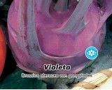 Kedluben modrý pozdní - Violeta - semena kedlubnu 0,8g