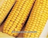 Kukuřice cukrová - Golden Bantam - semena kukuřice 7g