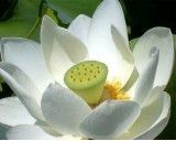 Lotos Indický (rostlina: nelumbo nucifera) - semena lotosu 4 ks