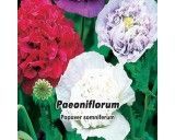 Mák Plnokvětý - Paeoniflorum Mix - semena máku 1g