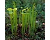 Masožravé rostliny-Špirlice (masožravky: Sarracenia oreophila)