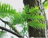 Metasekvoj Čínská (rostlina: Metasequoia glyptostroboides) - cca 12 semen