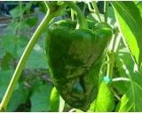 Mexické Chilli Poblano Ancho (rostlina: Capsicum) - semena chili 10 ks, pálivost 1/10 *