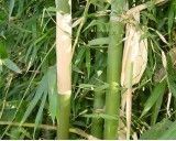 Nutuv Bambus (rostlina: bambusa nutans) - 3 semena bambusu