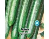 Okurka salátová F1, skleníková - Marta - semena okurku 10 ks