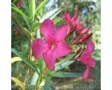 Oleandr obecný (rostlina: nerium oleander) - semena oleandru 5 ks *