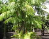 Palma Akai (rostlina: euterpe oleracea) - 3 semena palmy