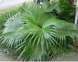 Palma Čínská (rostlina: Livistona chinensis) - 2 semena palmy