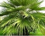 Palma Evropská (rostlina: Chamaerops humilis) - 2 semena  palmy
