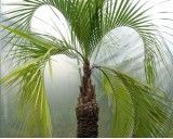 Palma Jelly (rostlina:Butia catarinensis) - 2 semena palmy