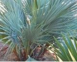 Palma Pákistánská (rostlina: Nannorrhops ritchiana) - 3 semena palmy
