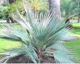Palma Stříbrná (rostlina: Nannorrhops arabica) - 3 semena palmy