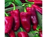 Paprika zeleninová -kapie-Parade(rostlina:Capsicum Annuun) 0,3 g