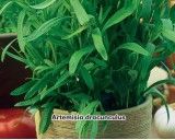 Pelyněk kozelec (rostlina: Artemisia dracunculus) - Estragon - Semena pelyňku 0,1 g