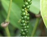 Pepř černý (rostlina: Piper nigrum) - semena pepře 10ks