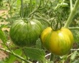 Rajče Zelená Zebra (prazelenina: solanum) - semena cca 15 ks