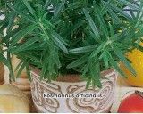 Rozmarýn lékařský (rostlina: Rosmarinus officinalis) - semena rozmarýnu 0,1g