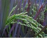 Rýže Setá (rostlina: Oryza sativa) - semena rýže cca 15 ks
