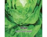 Salát hlávkový jarní i k rychlení - Orion - semena salátu 0,5g