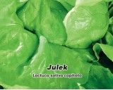 Salát hlávkový letní - Julek - semena salátu 0,5g