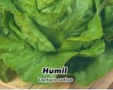 Salát hlávkový ozimý - Humil - semena salátu 0,6g