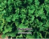 Salát listový - Dubáček - semena salátu 0,5g