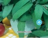 Salvěj lékařská (Rostlina: Salvia officinalis) - Semena šalvěje 0,6 g