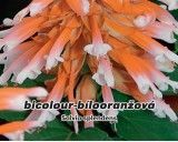 Šalvěj zařivá (Rostlina: Salvia splendens) - bicolour  - semena šalvěje 0,3 g