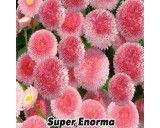 Sedmikráska-super enorma(květina:bellis perenis)0,1g