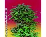 Semena Dutch Passion Durban Poison 5 ks (feminized)