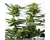 Semena Dutch Passion Ortega Indica 5ks (feminized)