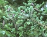 Smrk Dračí (rostlina: Picea asperata) - 10 semen smrku