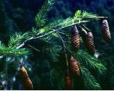 Smrk Tibetský (rostlina: Picea smithiana) - cca 10 semen smrku