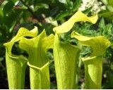 Špirlice Křídlatá (rostlina: Sarracenia alata) - cca 12 semen masožravky