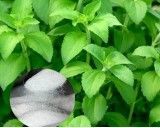 Stévie Sladká PRÉMIUM (rostlina: stevia rebaudiana) - semena stévie 12 ks