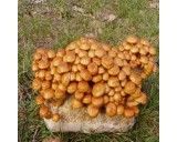 Šupinovka nameko (houba: Pholiota nameko) sadba hub