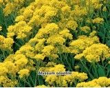 Tařice skalní (Květina: Alyssum sexatile) - semena tařice 0,3 g