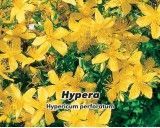 Třezalka tečkovaná (rostlina: Hypericum perforatum) - Hypera - semena třezalky 0,1 g