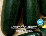 Tykev cuketa - Nero di Milano - semena tykve 1,5g
