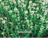 Tymián obecný (Rostlina: Thymus vulgaris) - semena tymiánu 0,1 g