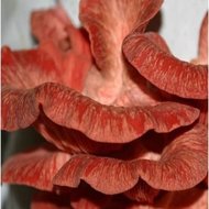 Hlíva růžová – Pleurotus djam