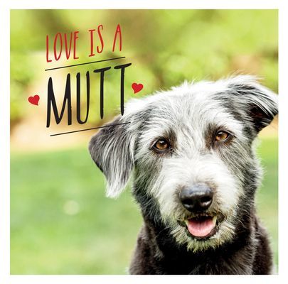 Love is a Mutt - A Dog-Tastic Celebration of the World's Cutest Mixed and Cross Breeds (Ellis Charlie)(Pevná vazba)