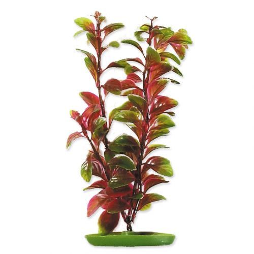 Rostlina MARINA Red Ludwigia 20 cm