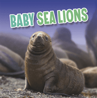 Baby Sea Lions (Rustad Martha E. H.)(Pevná vazba)