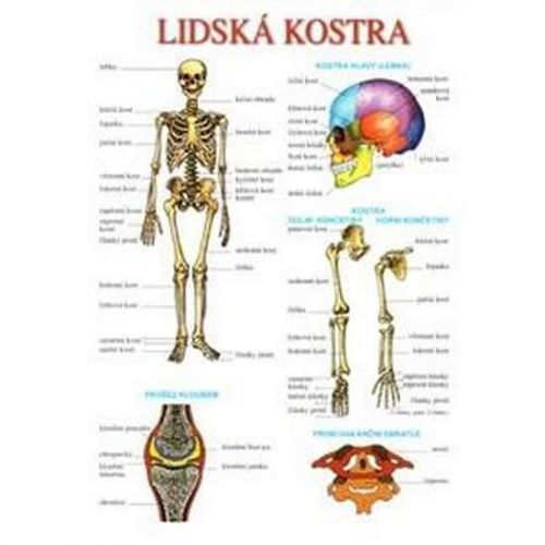 Lidská kostra a svalstvo – tabulka A4